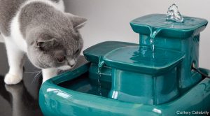 Veterinarians recommend the Miaustore cat fountain Jukebox Times